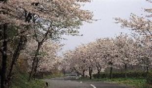 進入路 | 大平台カントリークラブ