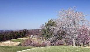 さくら | チェリーヒルズゴルフクラブ